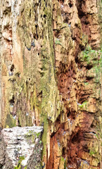 Texture of a tree with traces of a woodpecker's beak. Close-up of destroyed trunks. Selective focus