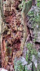 Texture of a tree with traces of a woodpecker's beak. Close-up of destroyed trunks. Selective focus