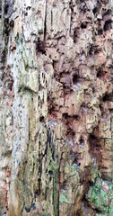 Texture of a tree with traces of a woodpecker's beak. Close-up of destroyed trunks. Selective focus