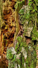 Texture of a tree with traces of a woodpecker's beak. Close-up of destroyed trunks. Selective focus