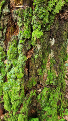 Texture of a tree with traces of a woodpecker's beak. Close-up of destroyed trunks. Selective focus
