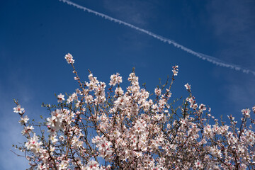 Árbol de almendro en flor de color rosa con cielo azul de fondo atravesado por la estela de un avión a reacción