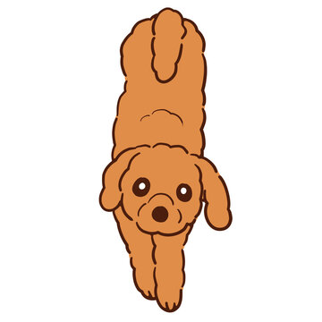 びよ～んと伸びをしている我が家の愛犬ショコラ