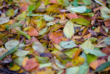 Beautiful fallen cherry tree leaves on the ground