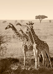 Giraffe Family Herd