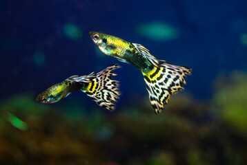 The guppy aquarium fish swims. Two fish male.  Latin name Poecilia reticulata.