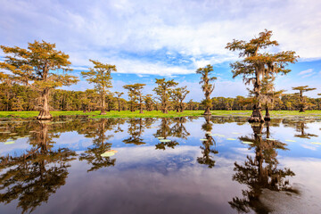 Lily Pads And Caddo Lake Cypress