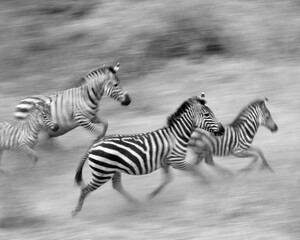 Zebra Sprint Black and White