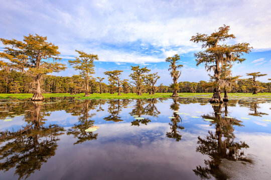 Lily Pads And Caddo Lake Cypress