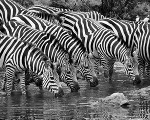 Thirsty Zebras black and white