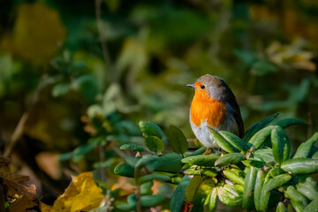 l pettirosso (Erithacus rubecula) appollaiato su un cespuglio si scalda ai raggi del sole.