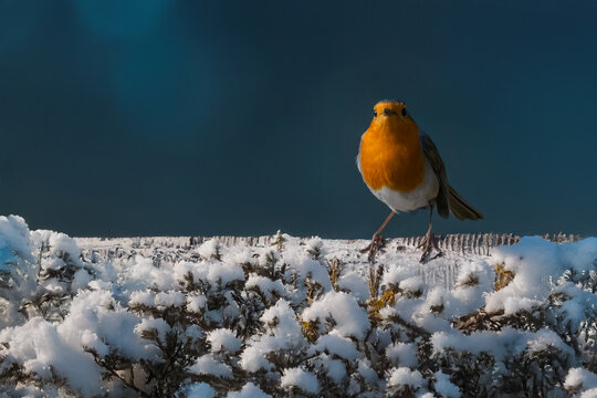 Pettirosso (Erithacus rubecula) appollaiato su un ramo ricoperto di brina in una mattina di sole.

