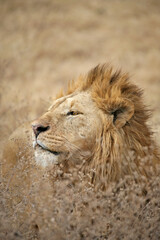 Lion Portrait