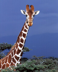 Giraffe, Looking at You © George Erwin Turner