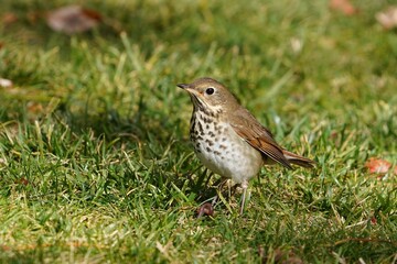 The hermit thrush (Catharus guttatus) is a medium-sized North American thrush.
