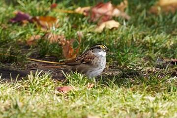 The white-throated sparrow (Zonotrichia albicollis) is a passerine bird of the New World sparrow family Passerellidae.