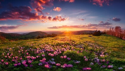 Obraz premium sunrise in the mountains with colourful flowers