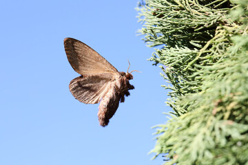 Cypress moth, Pachypasa otus or Sphinx otus (Lepidoptera: Lasiocampidae) is a one of the dangerous pests of cypress, juniper, thuja and oak trees. Flying moth