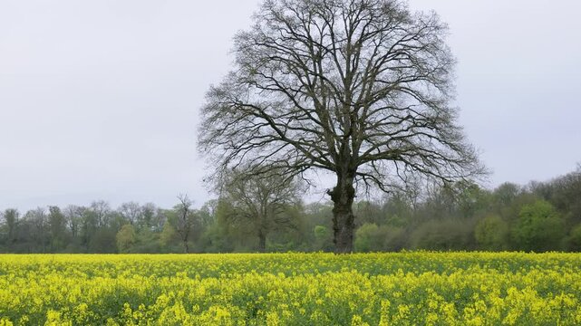 Tree silhouette in a blooming mustard field, Fleury, France
