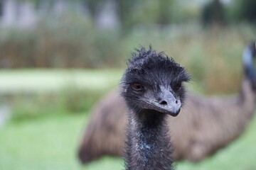 Emu flightless bird close up of head 
