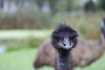 Emu flightless bird close up of head 