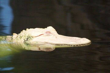 White albino alligator lurking in the water