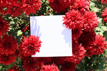 Obraz premium Top view gift card on red chrysanthemum flowers; empty space for text