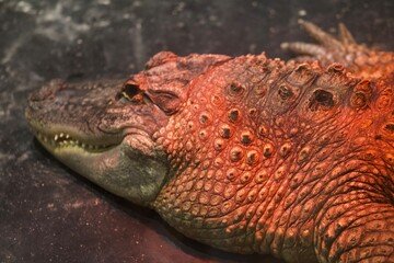 Alligator in captivity in Creature Conservancy
