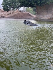 Obraz premium water animal