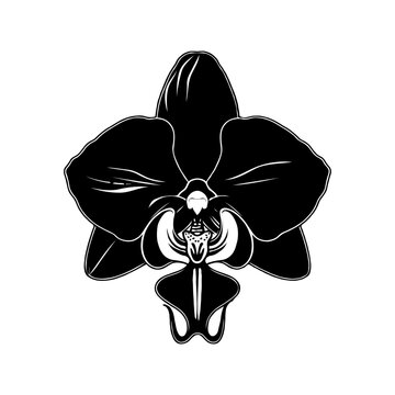 black orchid flower isolated on white clip art preview