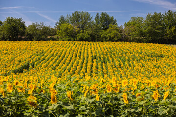 Field of sunflowers.