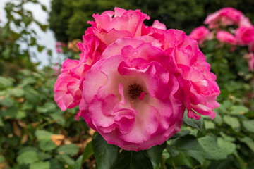 Pink Rose Bloom in Full Glory