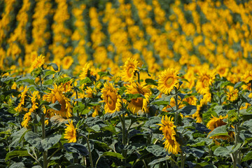 Beautiful yellow sunflowers.