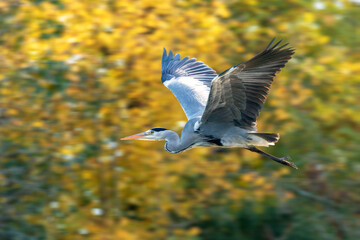 Flying adult grey heron (Ardea cinerea) against background of trees with autumn foliage