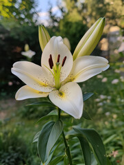 Fototapeta premium stunning white lily flower in full bloom, showcasing delicate petals and vibrant details. background features lush greenery, enhancing flower beauty and elegance