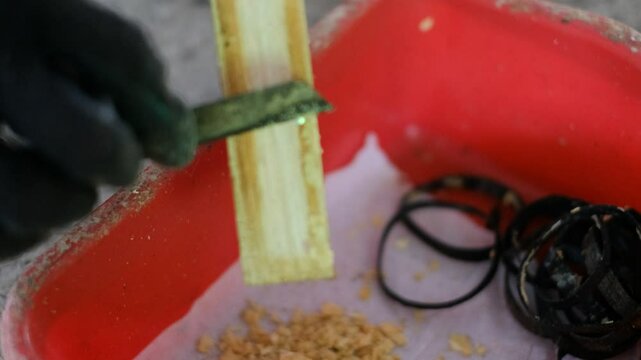 Close up of harvesting black soldier fly eggs to be raised into larvae/maggots at an insect farm for animal feed.