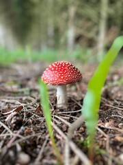 amanita muscaria fly agaric
