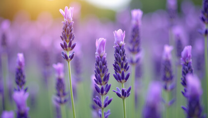 Fototapeta premium A Stunning Lavender Field in Full Bloom: A Breathtaking Display of Nature's Beauty