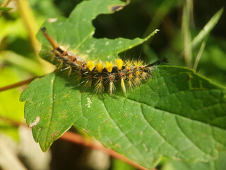 moth butterfly caterpillar larvae summer
