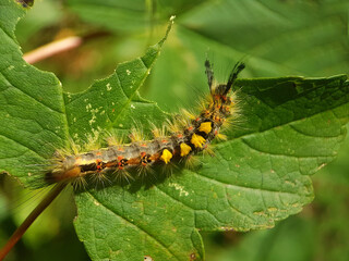 moth butterfly caterpillar larvae summer