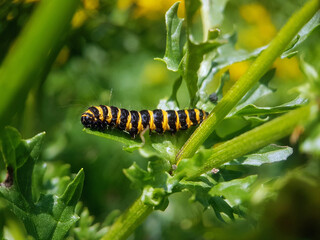 moth butterfly caterpillar larvae summer