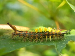 moth butterfly caterpillar larvae summer