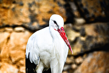 Close-up of a stork with its elegance and white plumage