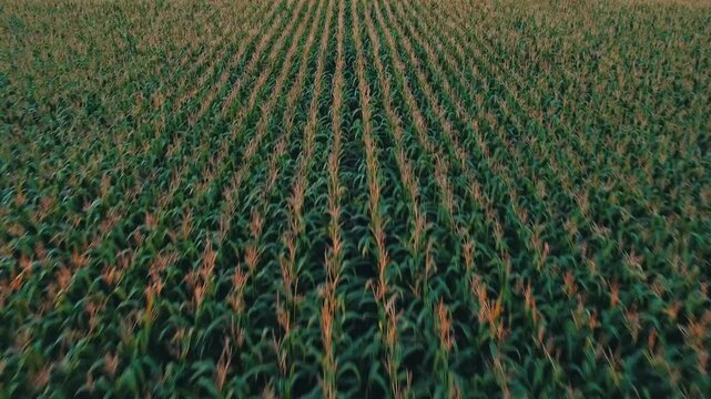 field of corn at susnet