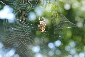 spider on web, waiting for the victim