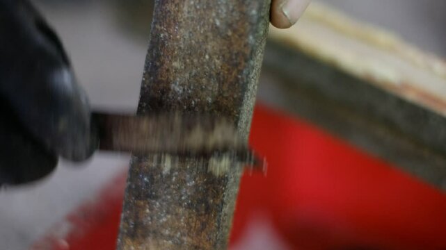Close up of harvesting black soldier fly eggs to be raised into larvae/maggots at an insect farm for animal feed.