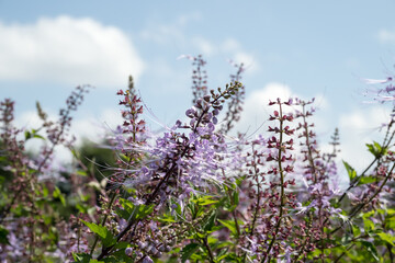 Beautiful Cat's Whiskers flowers.