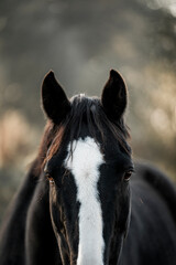 beautiful black sport horse with white blaze in paddock paradise equine pony pretty dark noble 