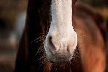 horse nose snout nostril detail close animal equine pont