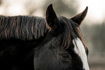 beautiful black sport horse with white blaze in paddock paradise equine pony pretty dark noble 